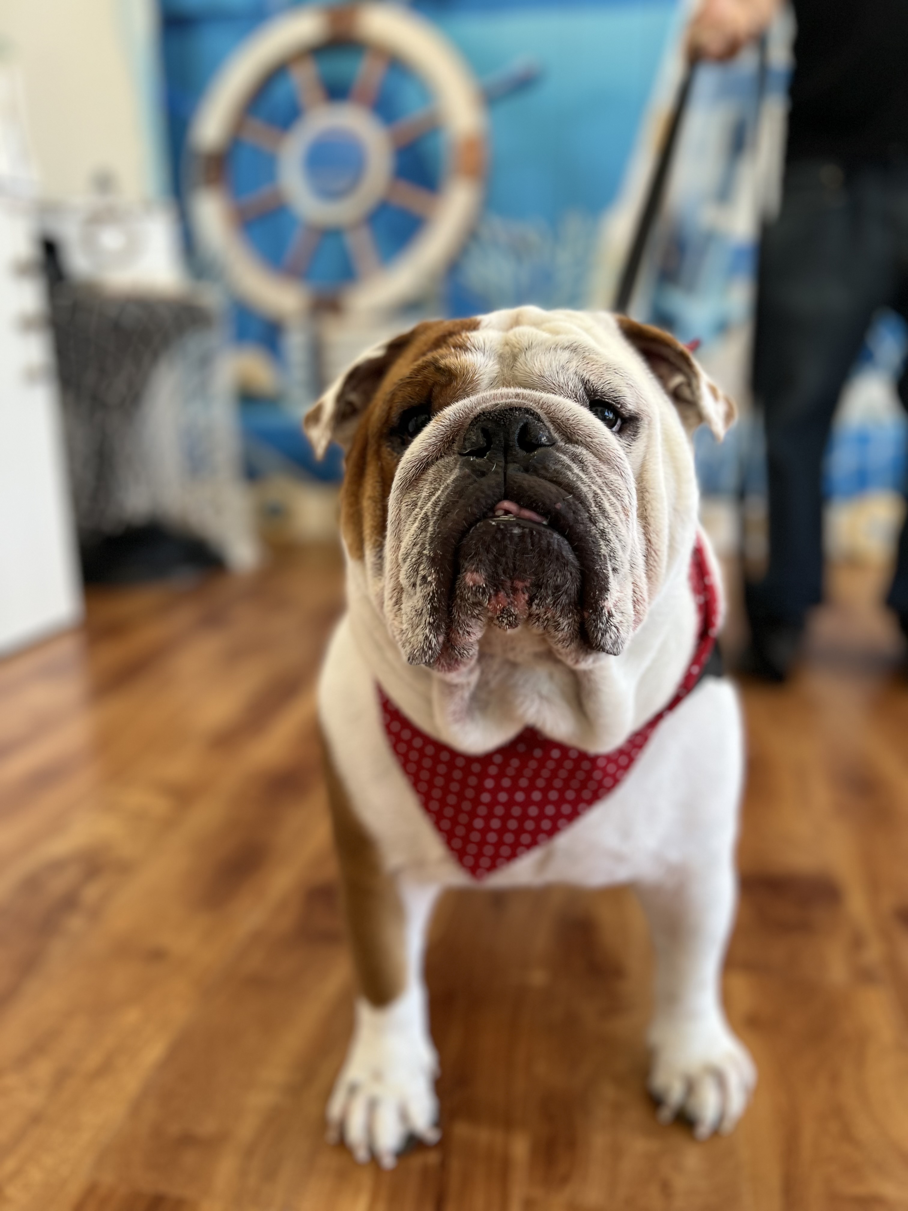 Unity Bulldogs Pet Grooming San Jose CA Vagaro