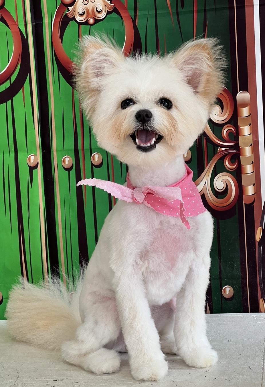 Grooming Salon Karen's Dog Grooming Dog Groomer Gift 60+ Gift